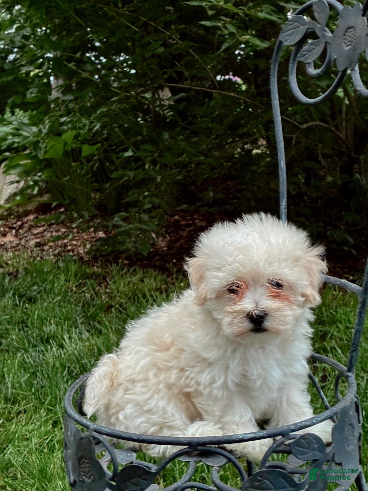 Maltipoo dogs for sale: Maltipoo Puppy 2 - Ad 1