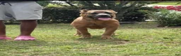 Cane Corso dogs for sale: Cane Corso 1 - Ad 1