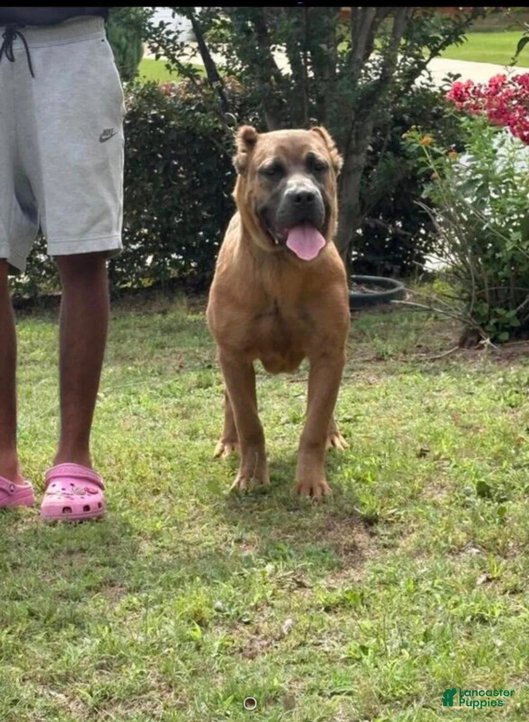 Cane Corso dogs for sale: Cane Corso 1 - Ad 1