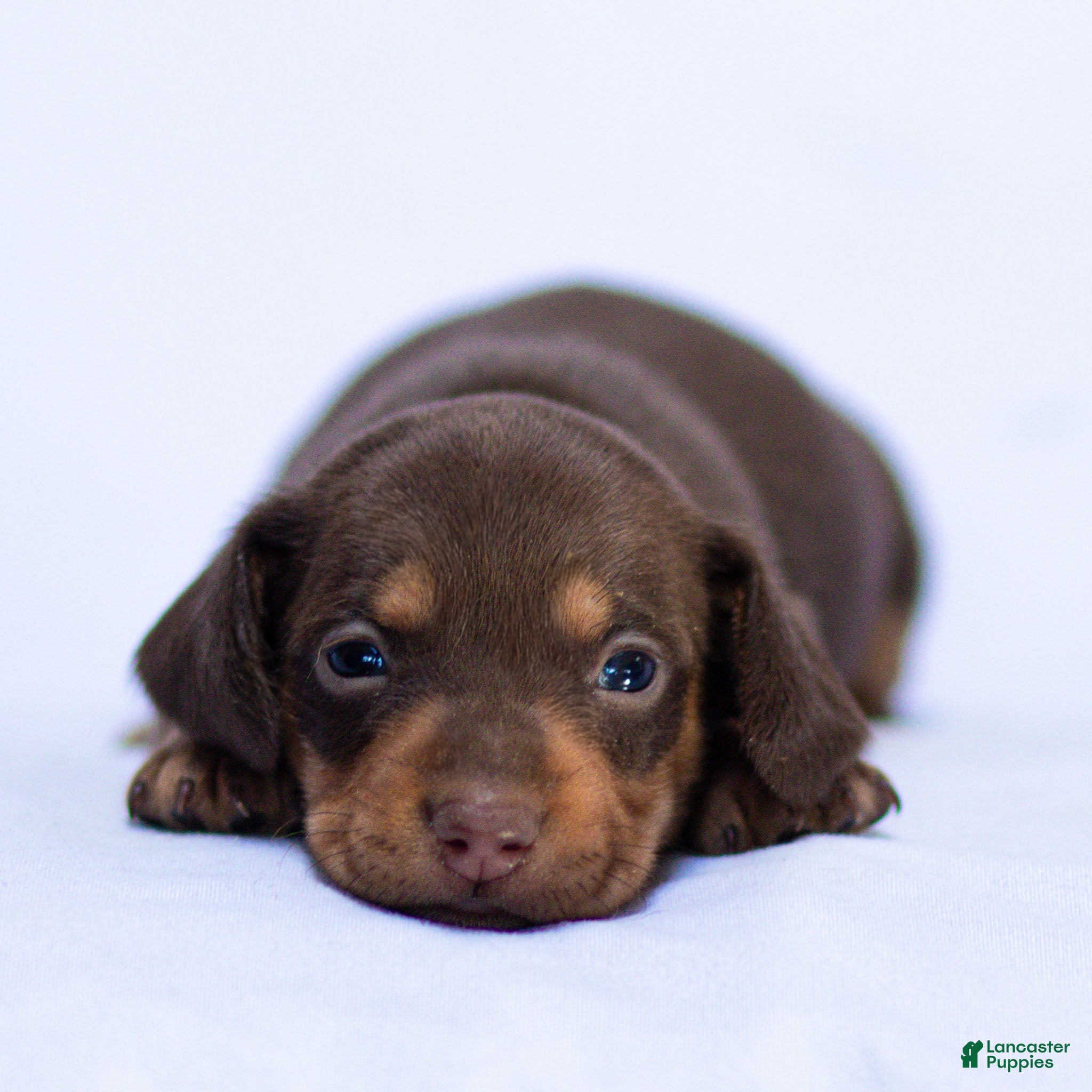 Miniature Dachshund dogs Hank Miniature Dachshund Puppy  - Ad 1