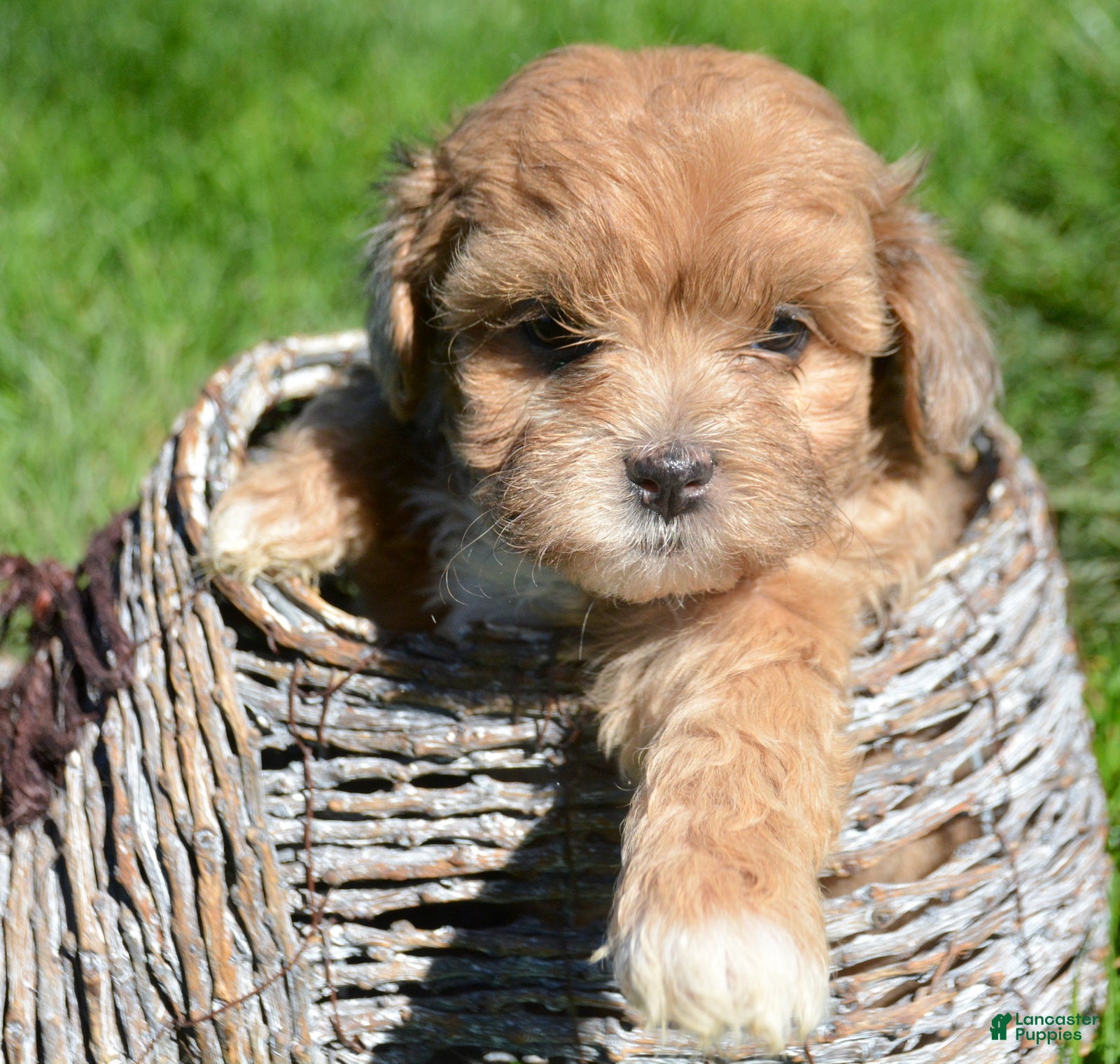 Shihpoo dogs Sheila Shihpoo 2 - Ad 2