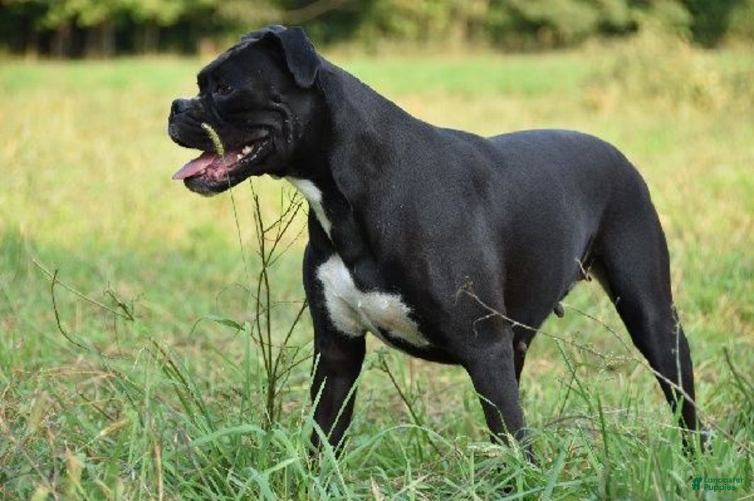 Boxer dogs for sale: Axel - Ad 9