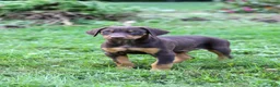 Doberman Pinscher dogs for sale: ROSCOE - Ad 12