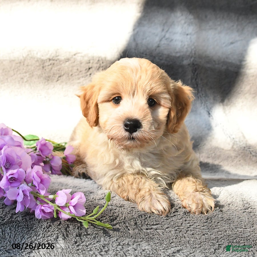 Maltipoo dogs Skipper - Ad 1