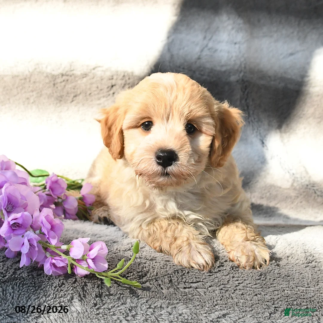 Maltipoo dogs for sale: Skipper - Ad 1