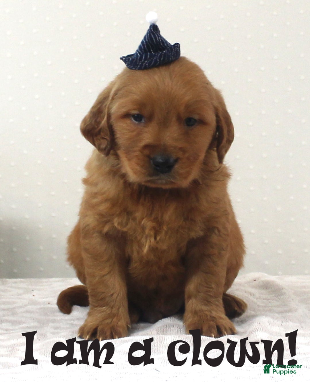 Golden Retriever dogs for sale: Nikki - Ad 2