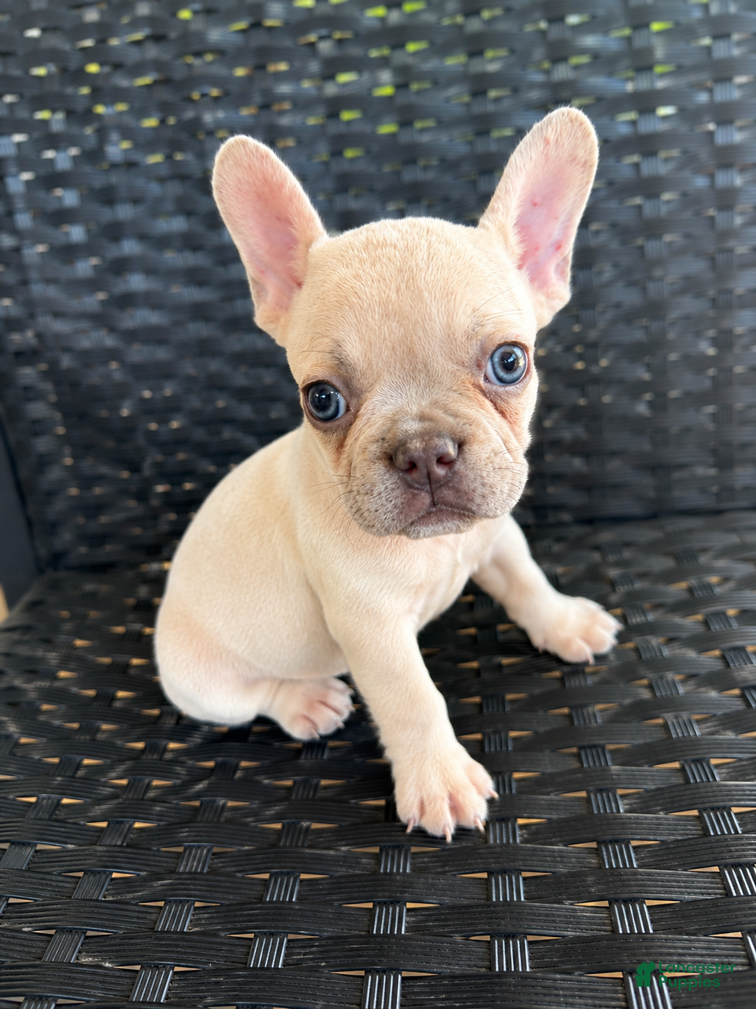 French Bulldog dogs MJ - Ad 28