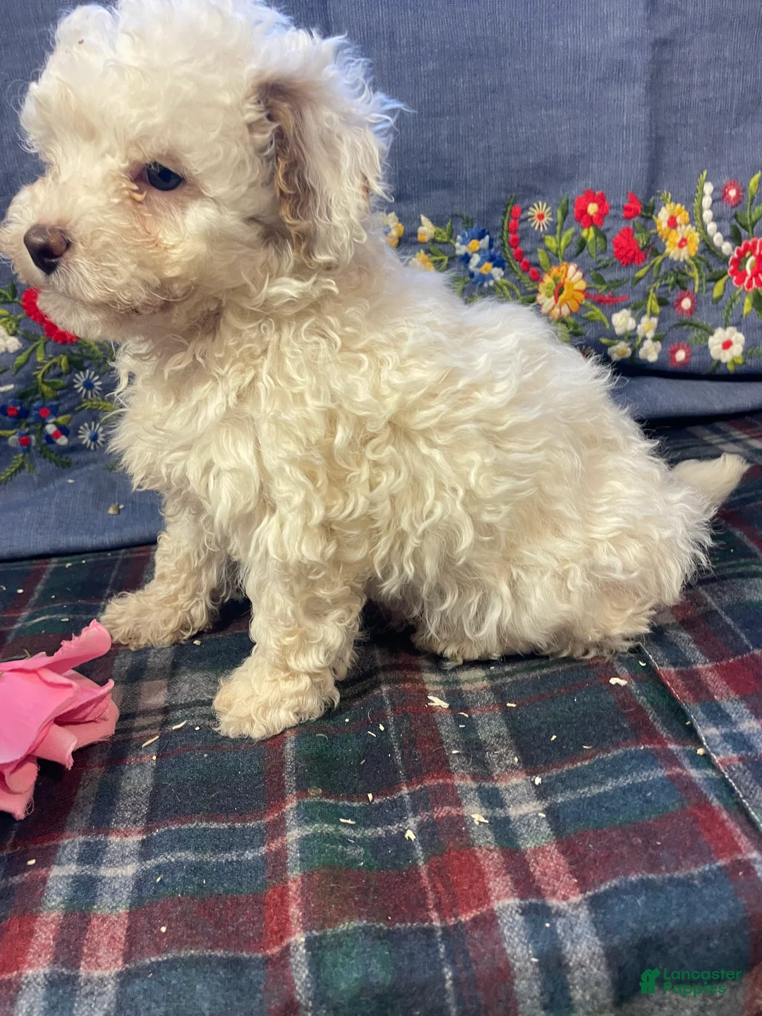 Yorkiepoo dogs for sale: Ernie - Ad 3