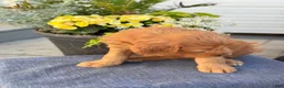 Goldendoodle dogs for sale: Teagan - Ad 7