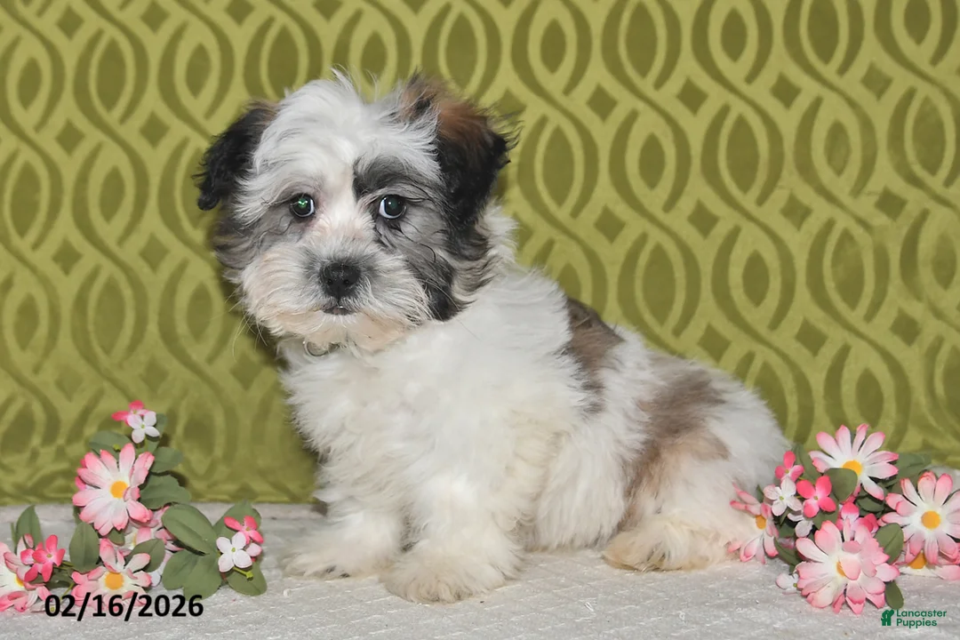 Teddy Bear dogs for sale: Jasper - Ad 4