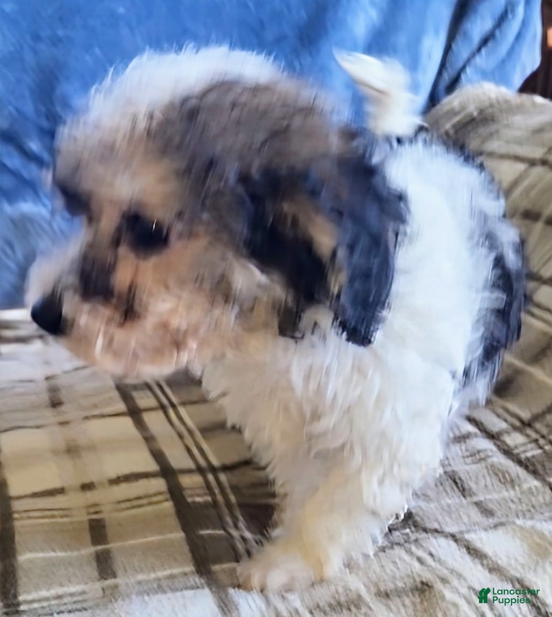 Mixed Breed dogs for sale: Max - Ad 6