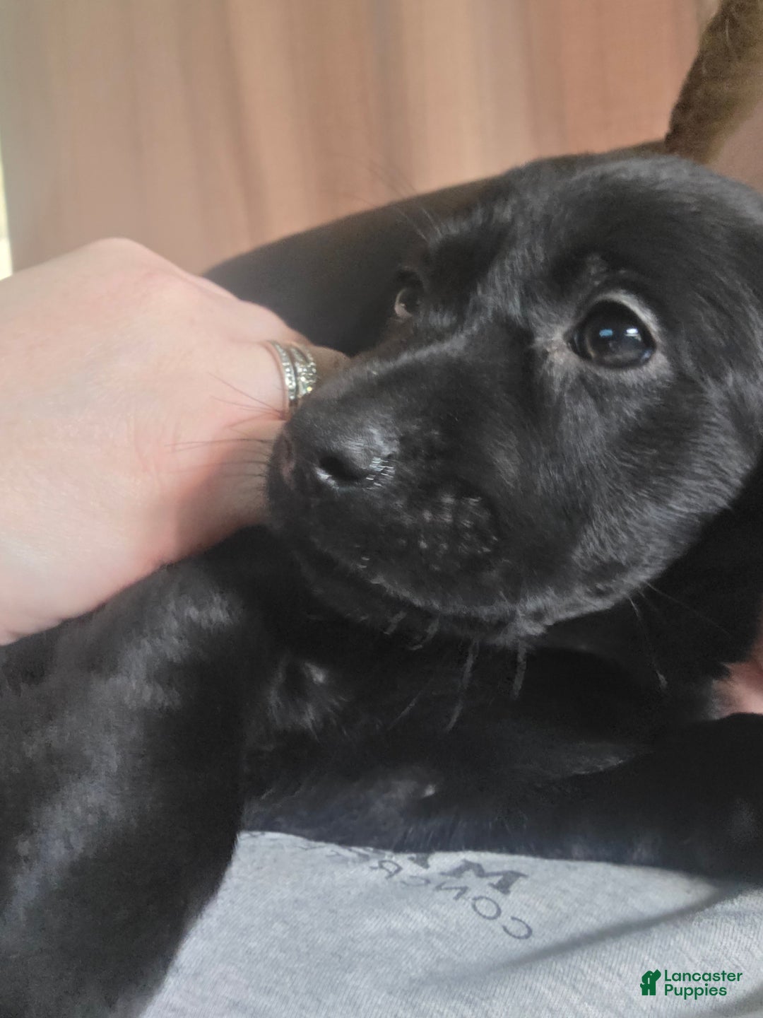 Labrador Retriever dogs for sale: Tillie - Ad 1