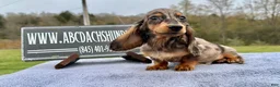 Miniature Dachshund dogs for sale: AKC Russian- Pra clear sale - Ad 11