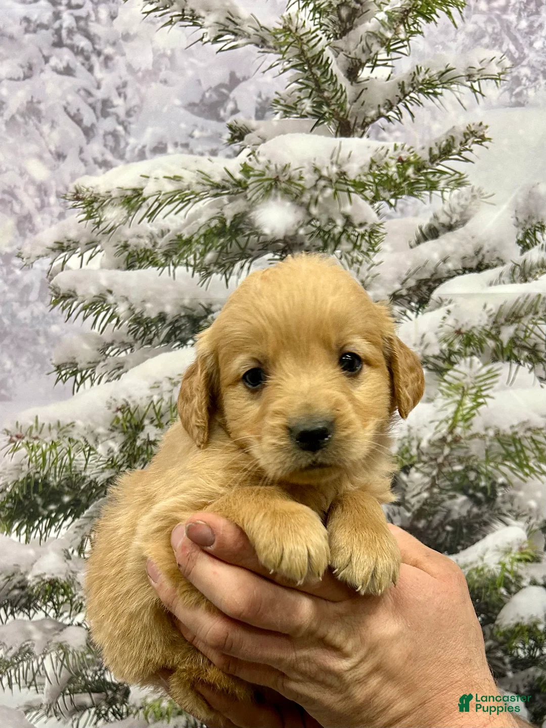 Golden Retriever dogs for sale: Rascal  - Ad 2