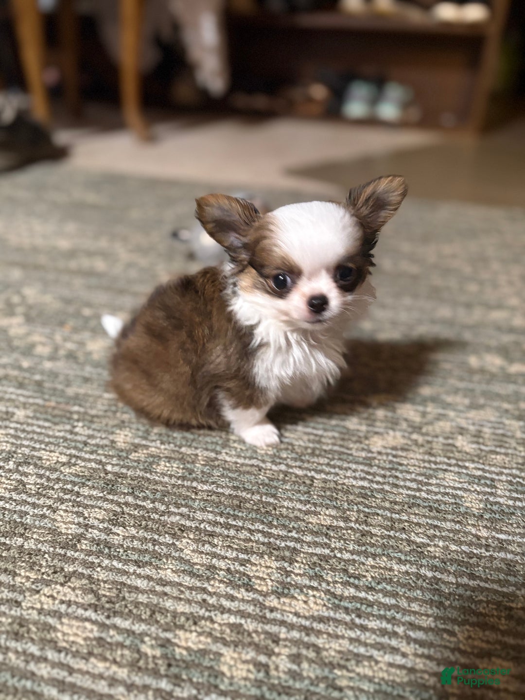 Chihuahua dogs for sale: Chihuahua Puppy 1 - Ad 3