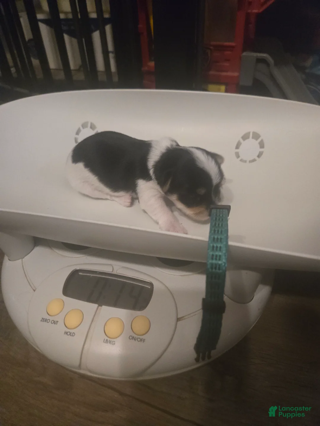 Yorkshire Terrier dogs for sale: Mr Green - Ad 2