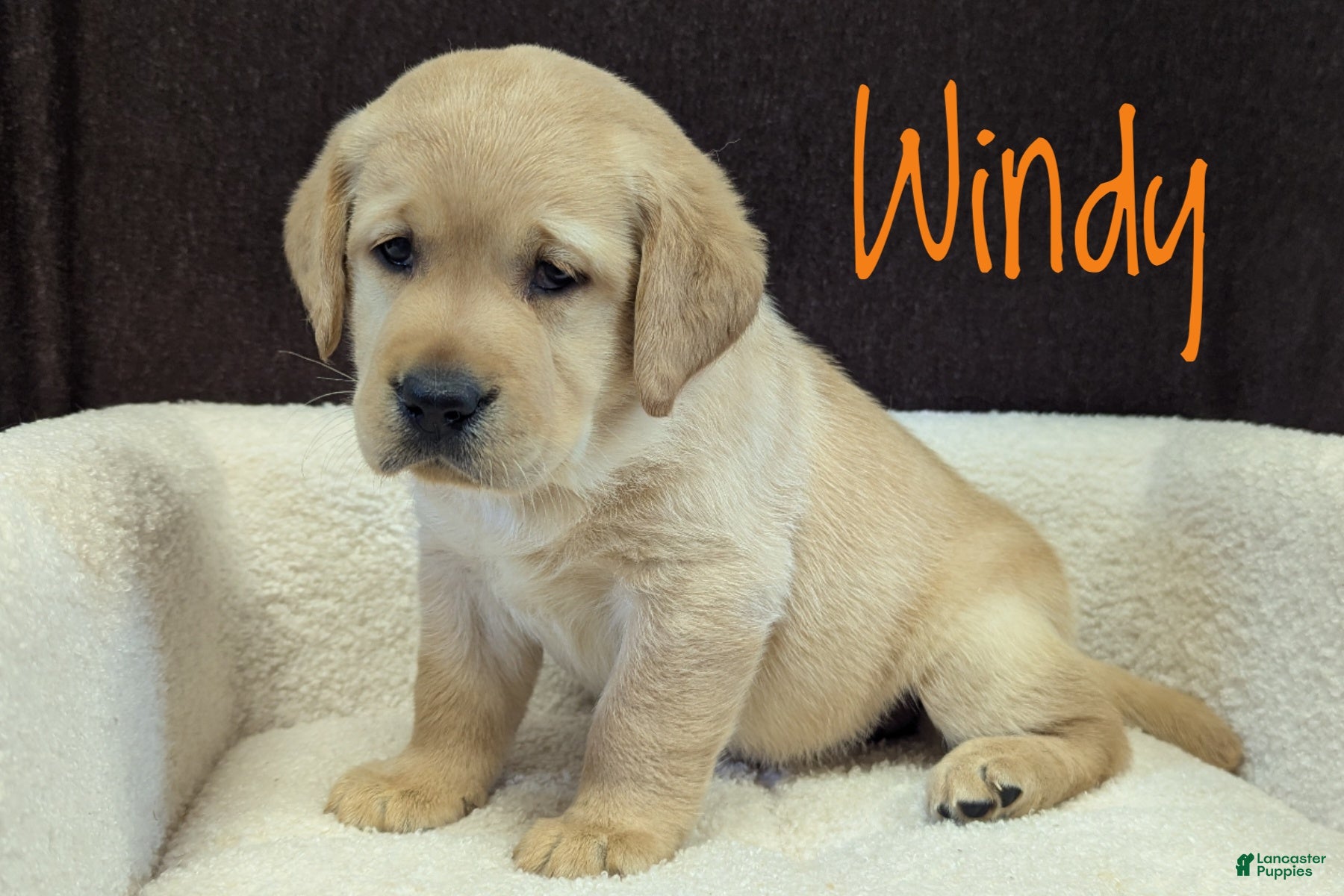 Labrador Retriever dogs Windy - Ad 1