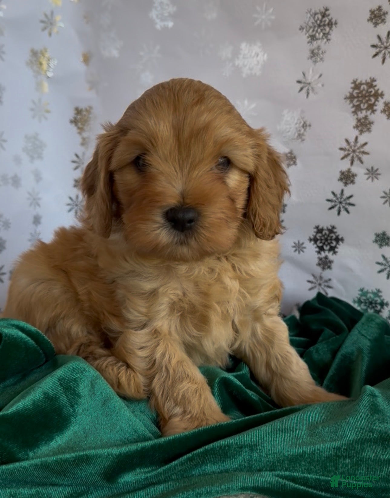 Cavapoo dogs Cavapoo Puppy 1 - Ad 3