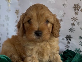 Cavapoo dogs Cavapoo Puppy 1 - Ad 3