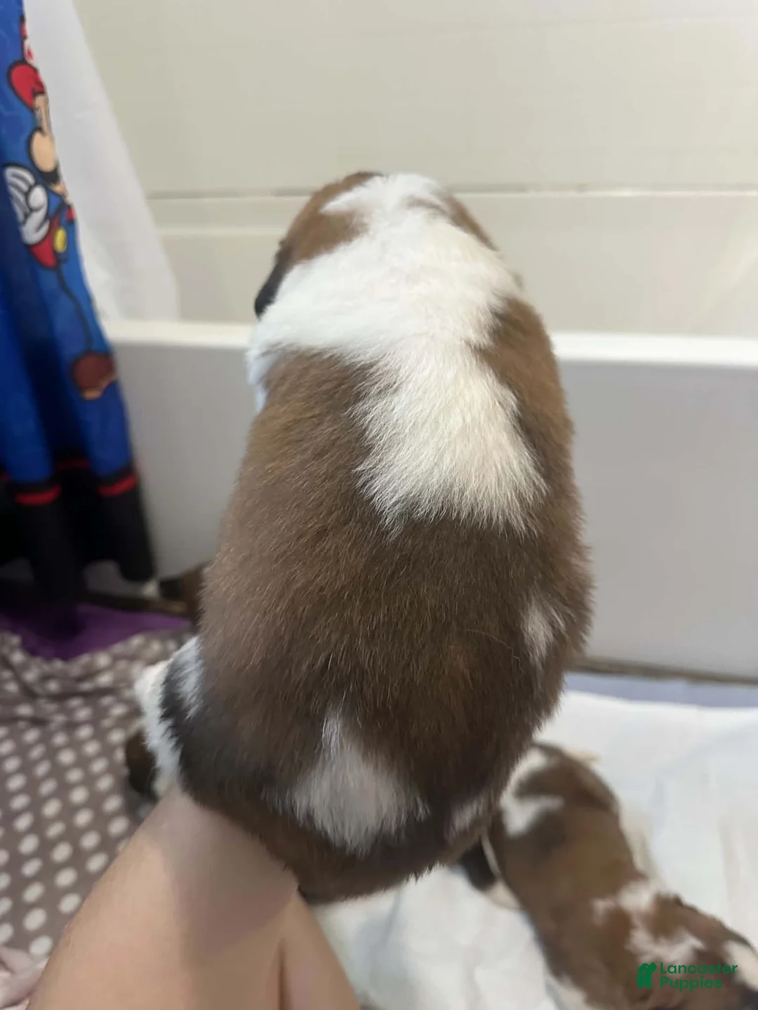 Saint Bernard dogs for sale: Bo - Ad 2