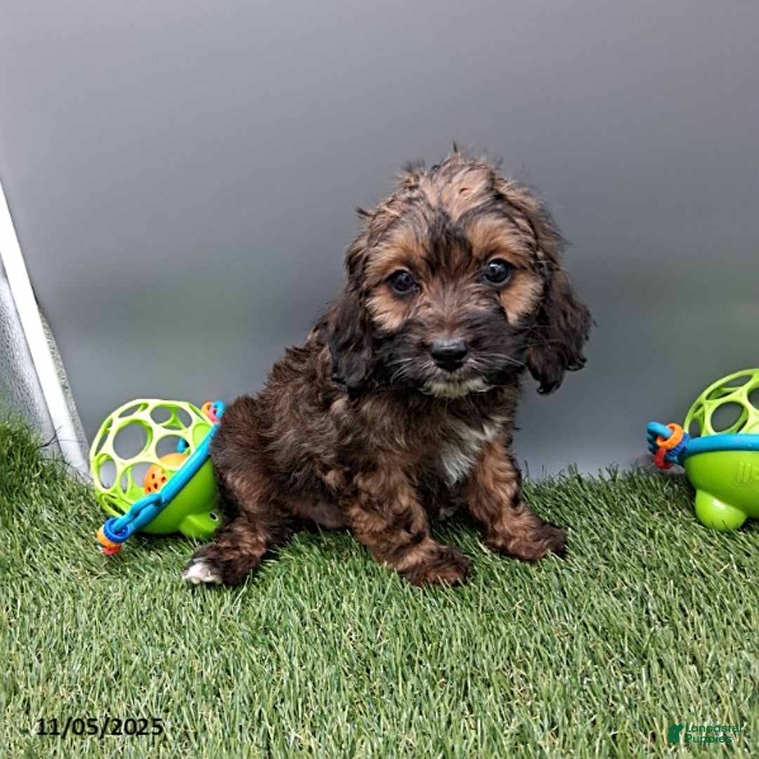 Cockapoo dogs for sale: Cotton - Ad 4