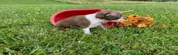 Boston Terrier dogs for sale: Cindy - Ad 3