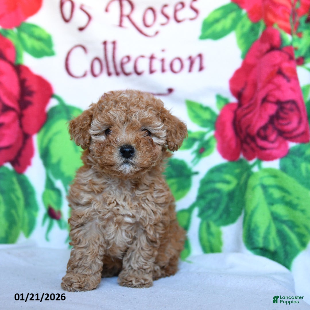 Toy Poodle dogs for sale: Brownie - Ad 1