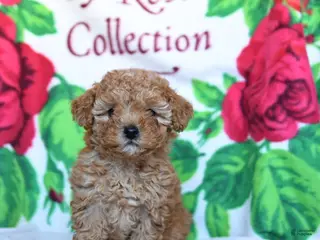 Toy Poodle dogs Brownie - Ad 12