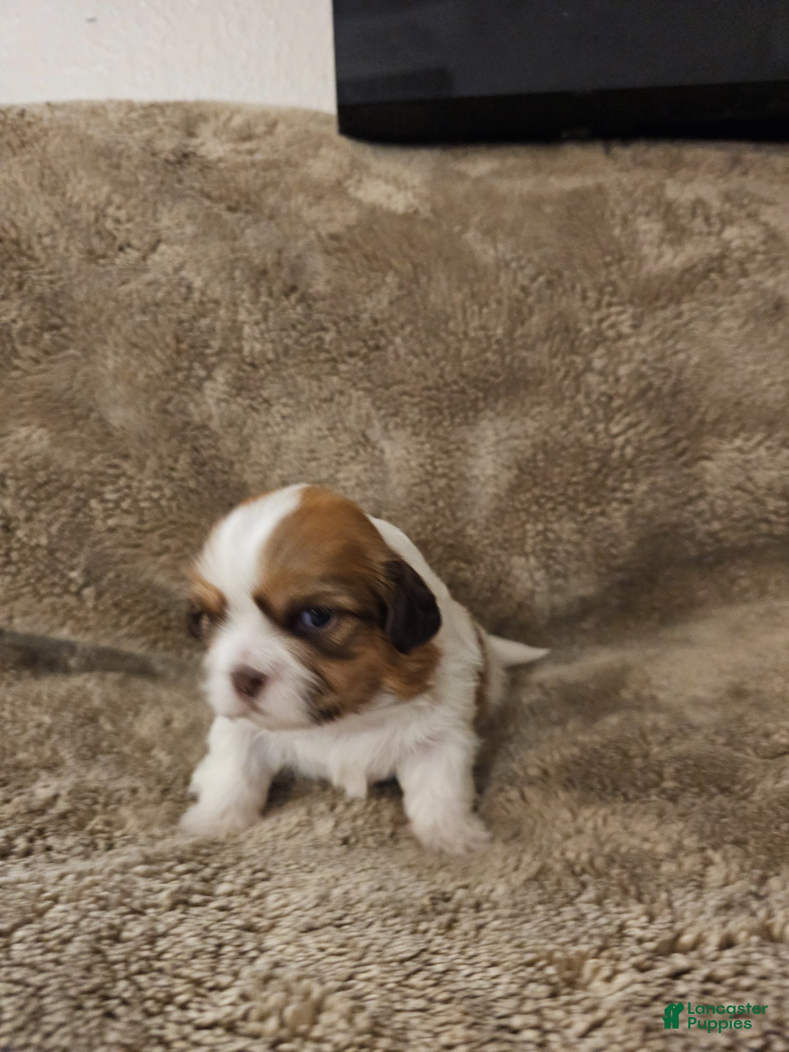 Mixed Breed dogs for sale: Paw-Dmé Amidala  - Ad 2