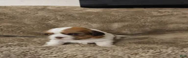 Paw-Dmé Amidala 