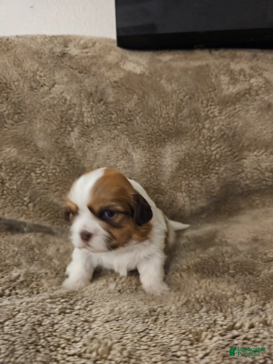 Mixed Breed dogs for sale: Paw-Dmé Amidala  - Ad 1