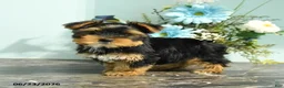 Yorkshire Terrier dogs for sale: Rosebud - Ad 3