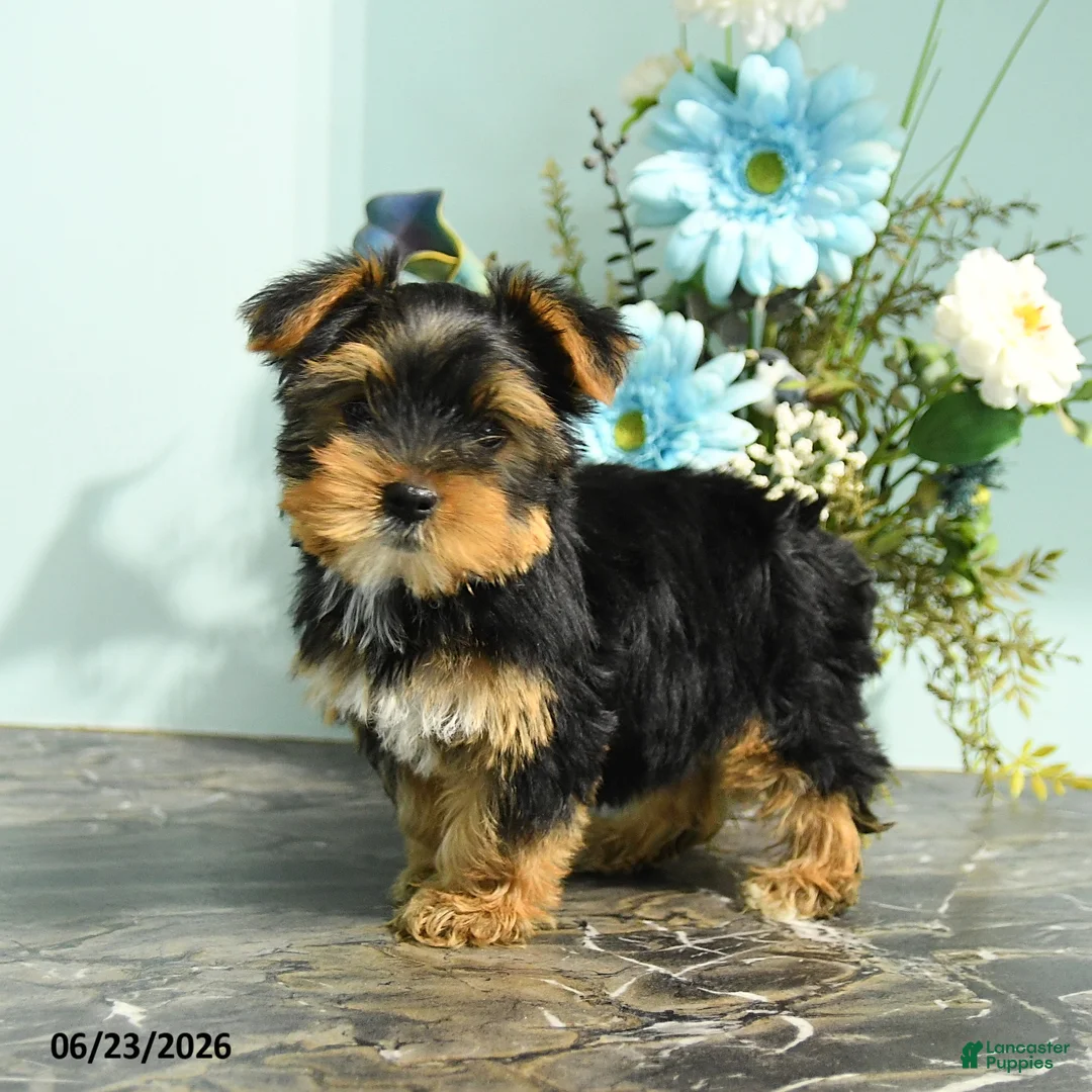 Yorkshire Terrier dogs for sale: Rosebud - Ad 3