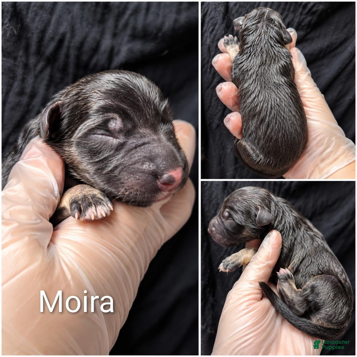 German Shepherd dogs Moira - Ad 1