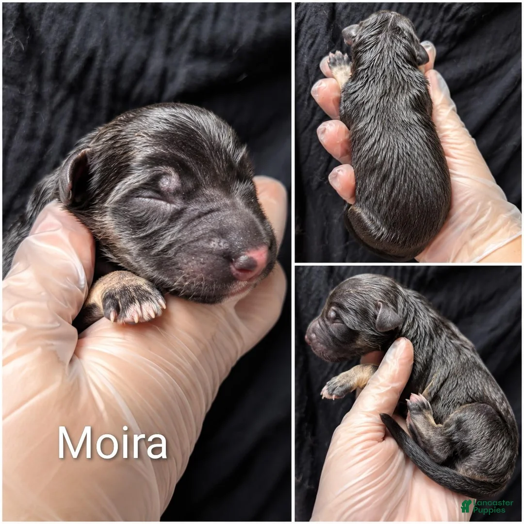 German Shepherd dogs for sale: Moira - Ad 1