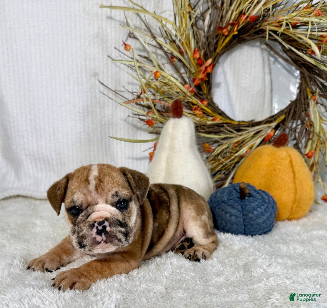 English Bulldog dogs for sale: Otto - Ad 4
