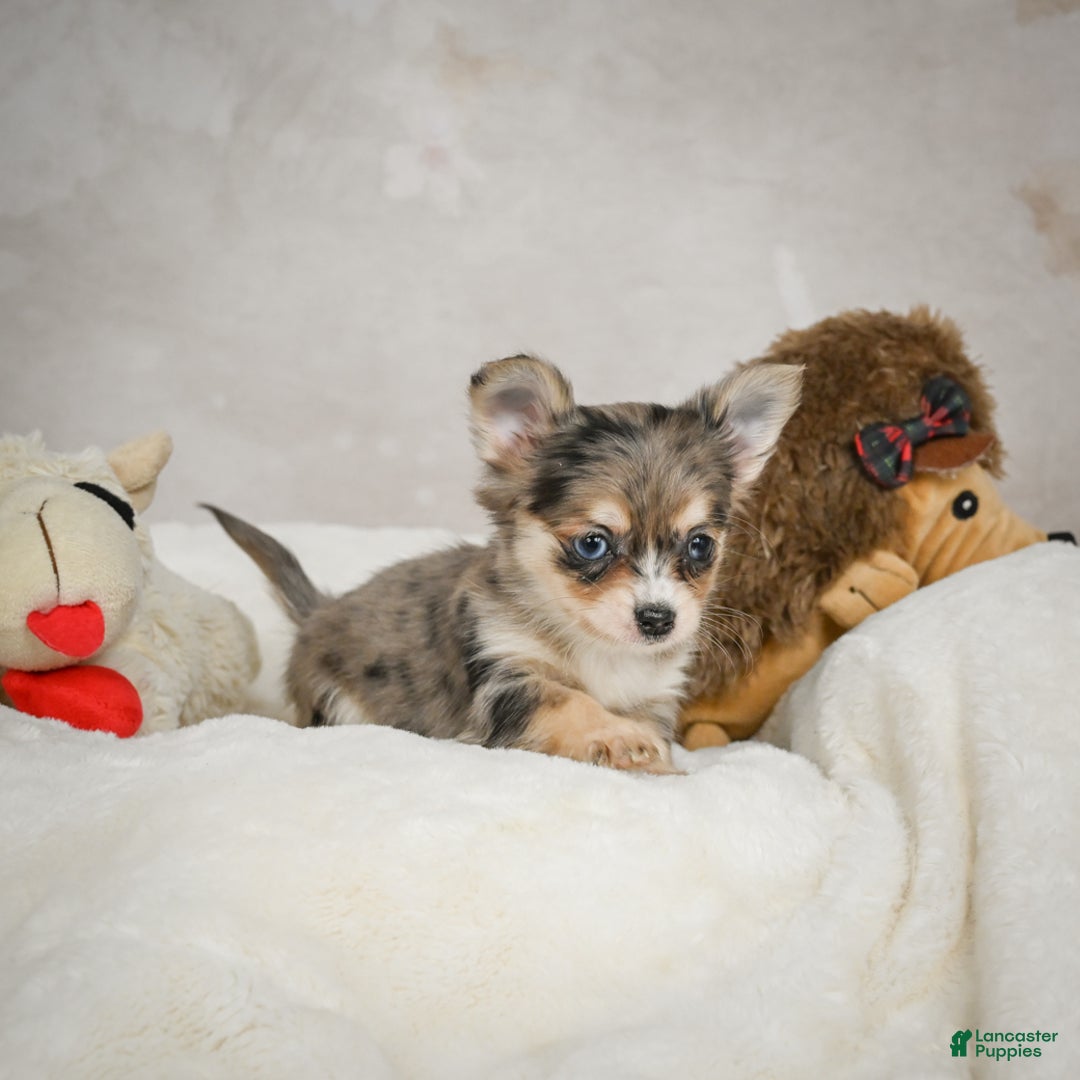 Chihuahua dogs for sale: Sunshine - Ad 5