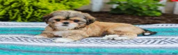 Shih Tzu dogs for sale: Breezy (Raised in Home, Crate Trained & Potty Training!) - Ad 3