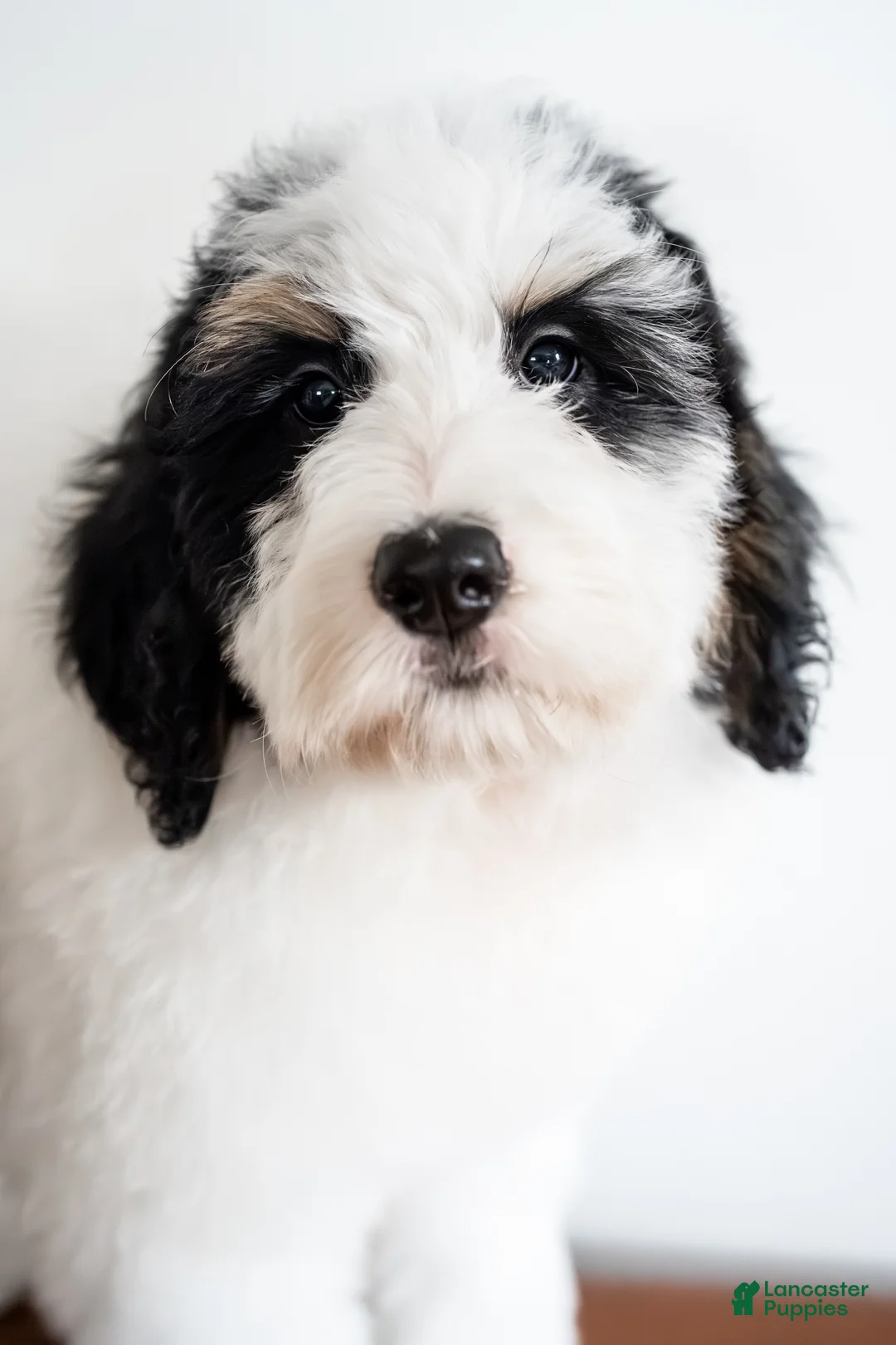 Bernedoodle dogs for sale: Eleanor - Ad 4
