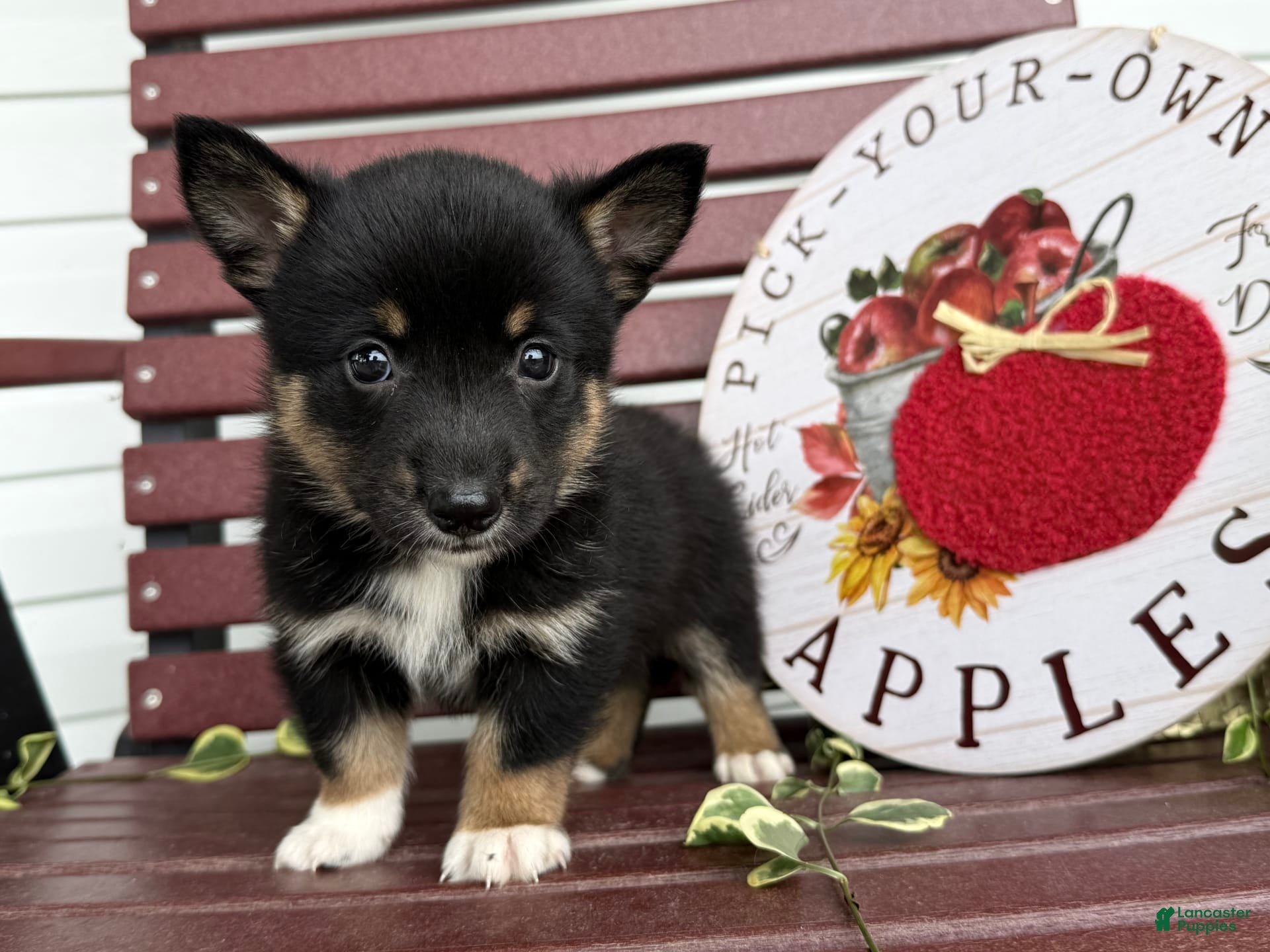 Corgi Mix Puppy Shiba Inu Rottweiler Mix Corgi Shiba Inu Puppies