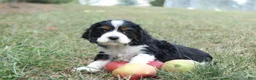 Cocker Spaniel dogs for sale: Cory - Ad 1