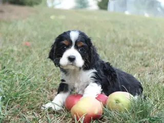Cocker Spaniel dogs Cory - Ad 8