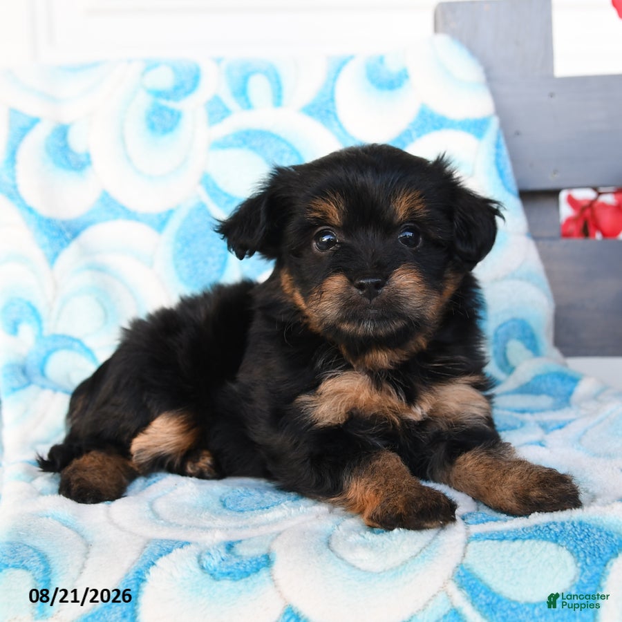 Havapoo dogs Peanut Butter Cup - Ad 2