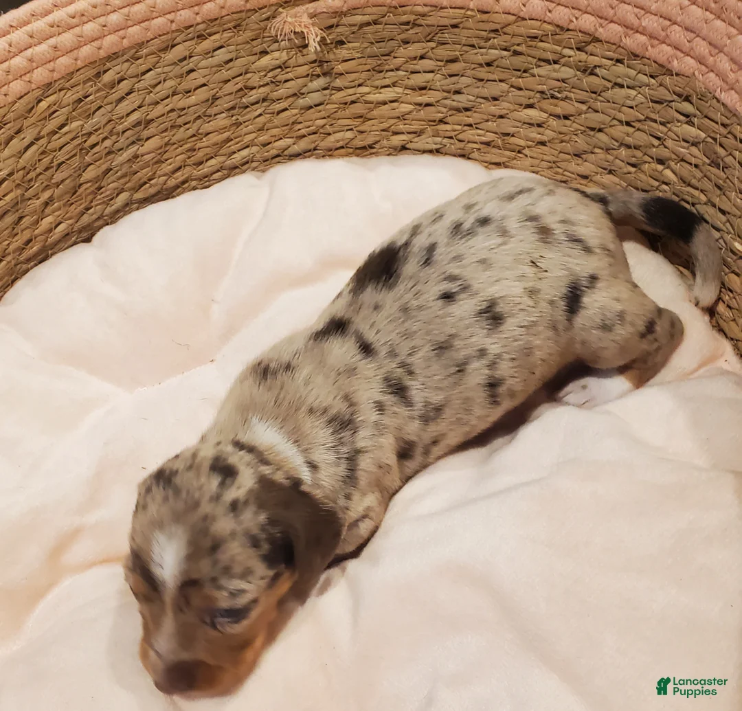 Miniature Dachshund dogs for sale: Miniature Dachshund Puppy 1 - Ad 2