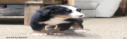 Bernese Mountain Dog dogs for sale: Murphy - Ad 8