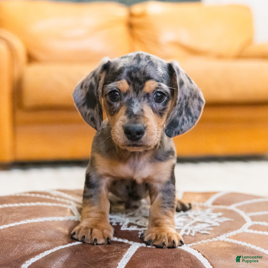 Miniature Dachshund dogs for sale: Mitzi - Ad 1