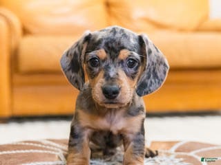 Miniature Dachshund dogs Mitzi - Ad 29