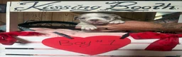 Olde English Bulldogge dogs for sale: Olde English Bulldogge 7 - Ad 14