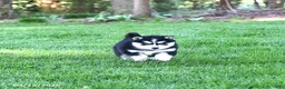 Pomsky dogs for sale: Sierra - Ad 2