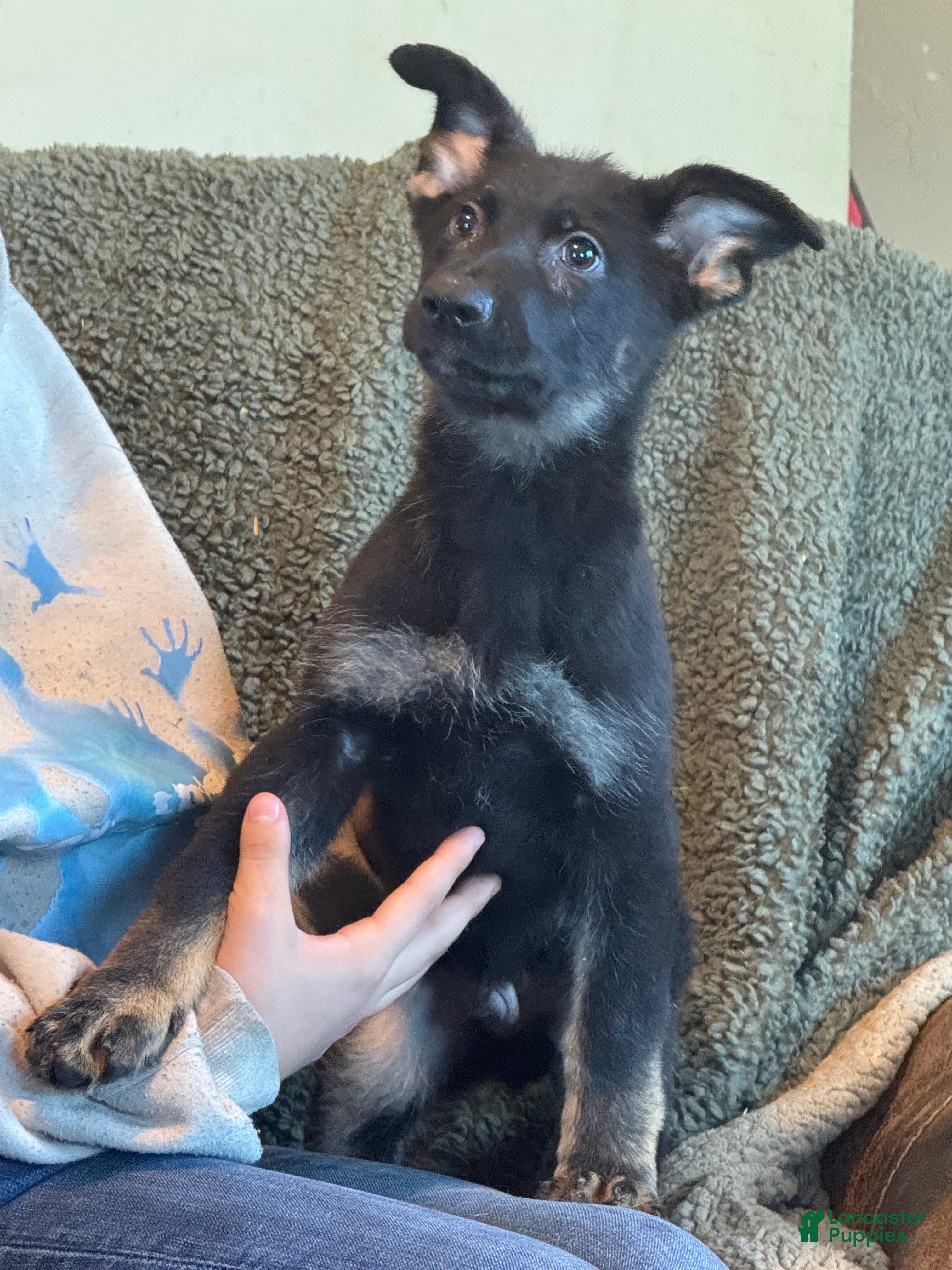 German Shepherd dogs German Shepherd Puppy 3 - Ad 6